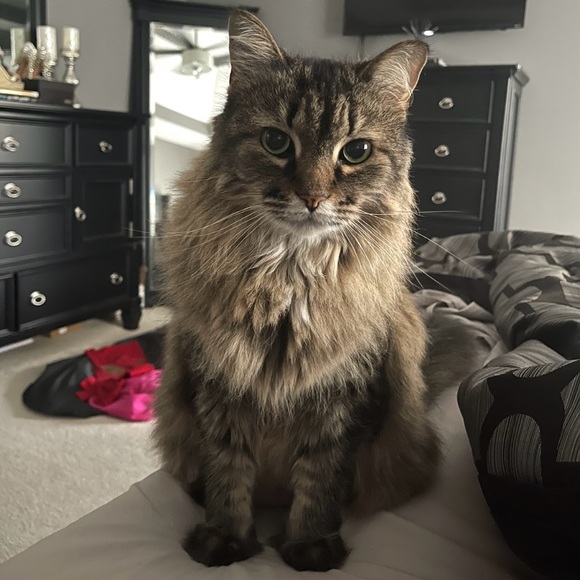 NWT Only Yours Asymmetrical Lace Dress by NBD - Picture 13 of 13